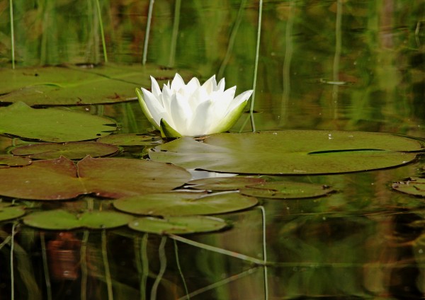 Nymphaea Alba by Deb Oppermann